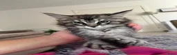 Maine Coon cats for sale: Maine coon kittens for sale - Advert 4