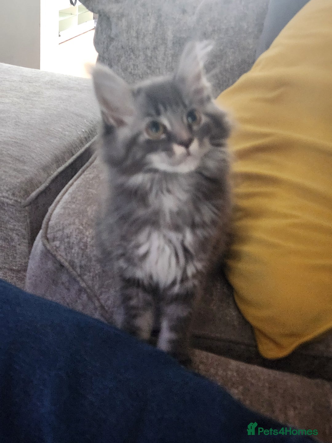 Maine Coon cats for sale: 1 female Maine coons ready to leave now  - Advert 7