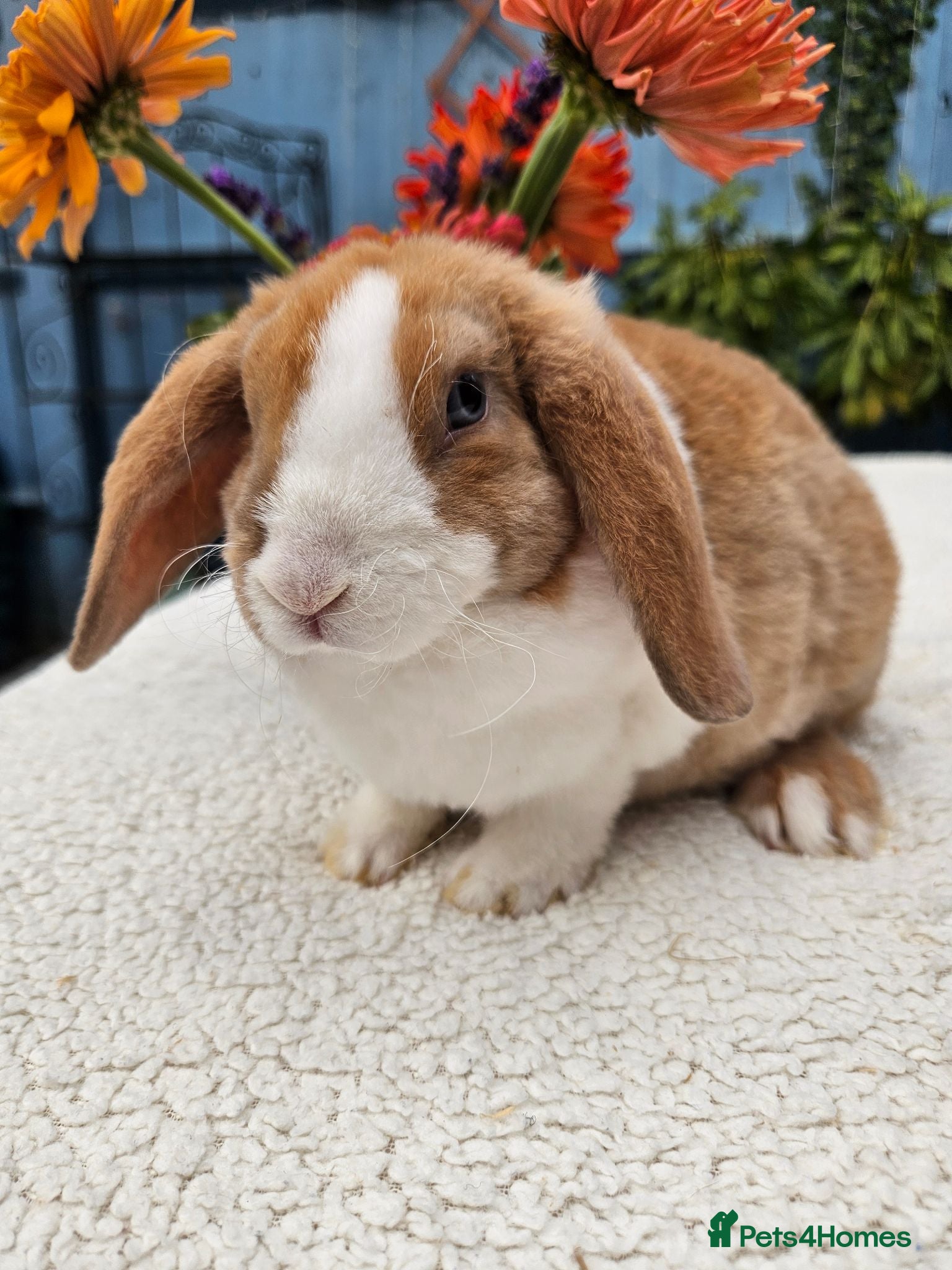 Mini Lop rabbits 9 weeks Pure bred Mini Plush Lops SUFFOLK PLUSH - Advert 2