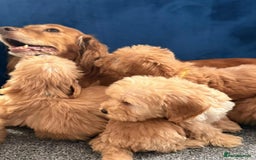 Cockapoo dogs for sale: Ready to go beautiful puppies  - Advert 2