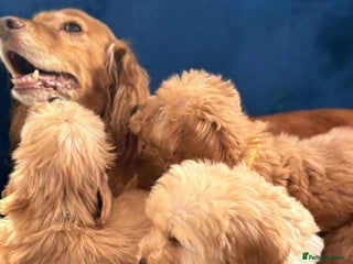 Cockapoo dogs Ready to go beautiful puppies - Advert 1