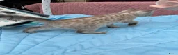 Bengal cats for sale: Snow Mink & Lynx 🩷💙 Pedigree TICA Bengal Kittens - Advert 25
