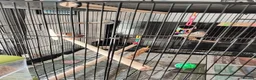 Finches birds for sale: Bonded Pair of zebra finches in Shoreham-by-Sea - Advert 2