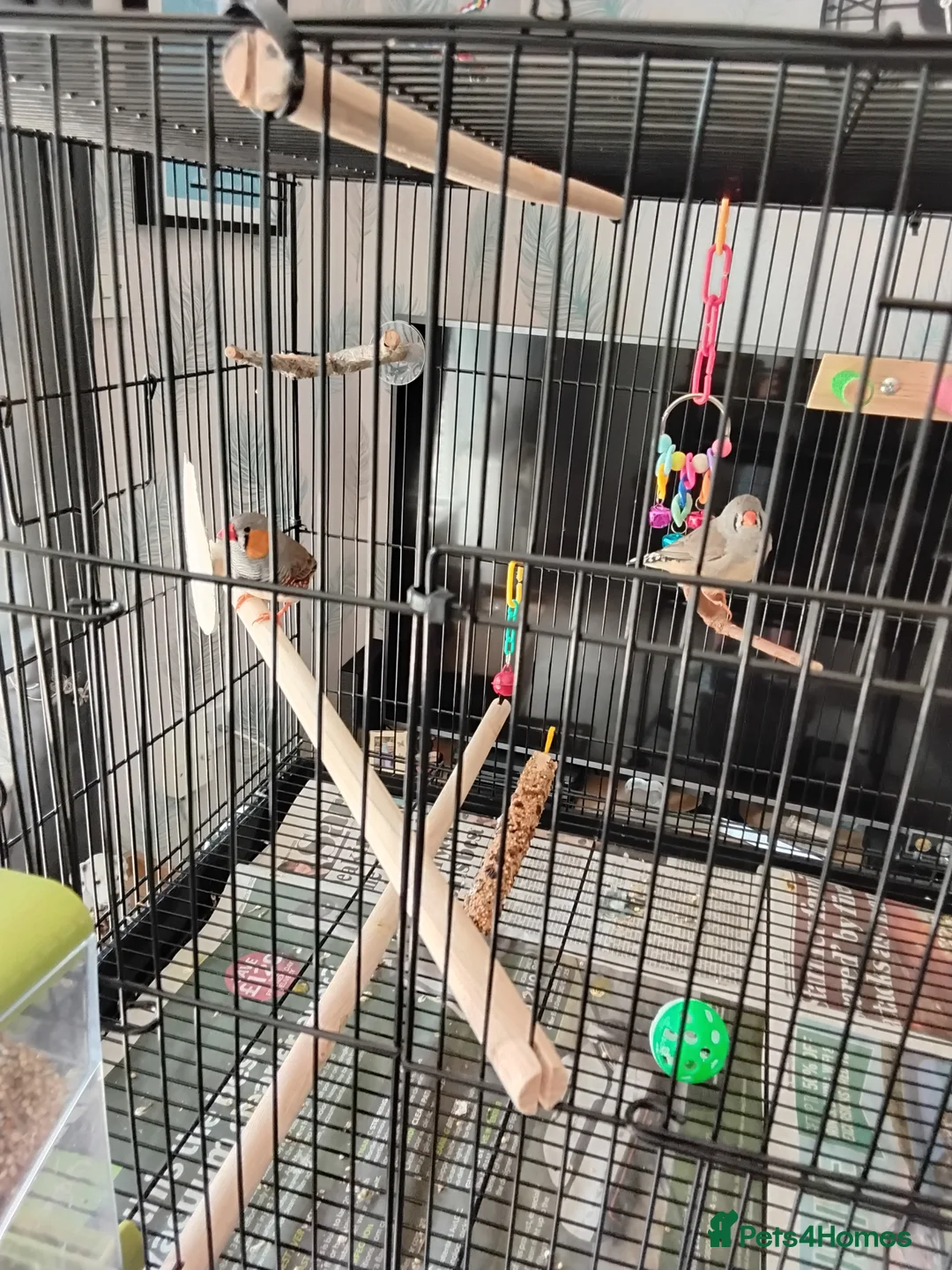 Finches birds for sale: Bonded Pair of zebra finches in Shoreham-by-Sea - Advert 2
