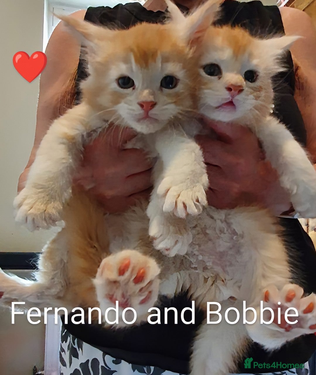 Maine Coon cats for sale: Maine coon boy kitten GCCF pedigree - Advert 9