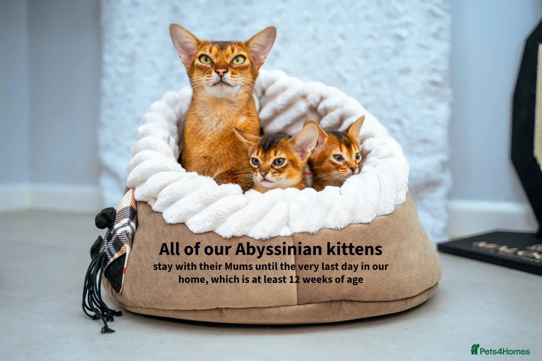 Abyssinian cats for sale: Ruddy Abyssinians Kittens-Outstanding Pedigree  - Advert 32