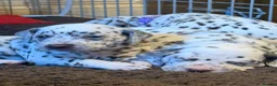 Dalmatian dogs for sale: 6 Dalmatian Puppies for Sale  in Heathfield - Advert 34