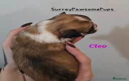 Mixed Breed dogs for sale: F1 Malchi puppys from health tested parents  - Image 11