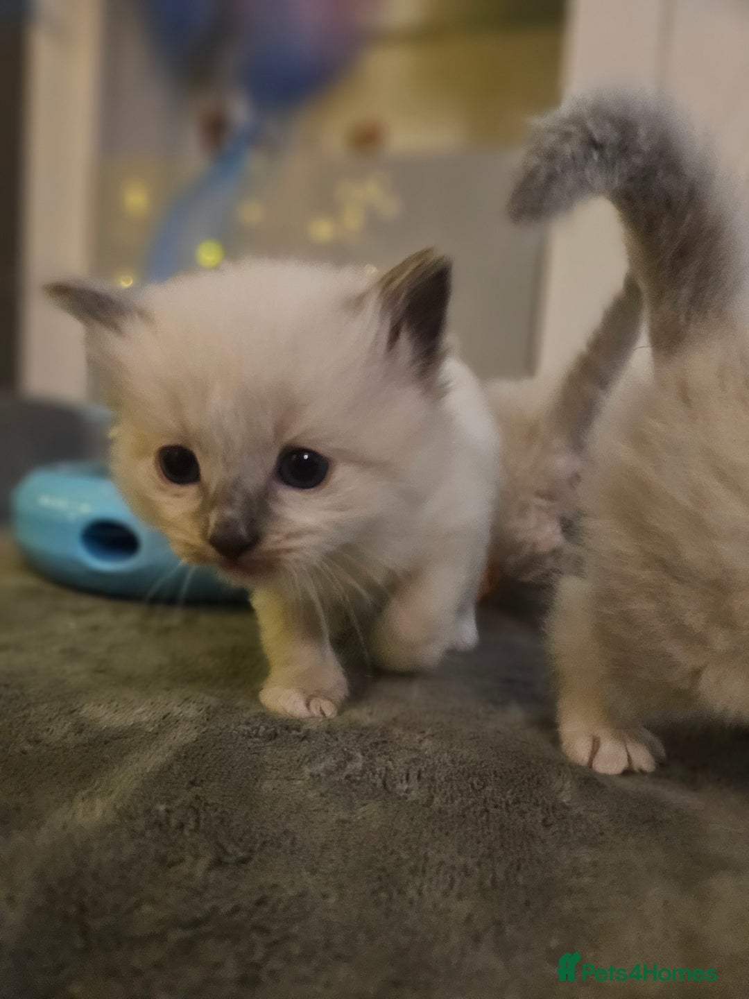 Ragdoll cats for sale: Baby girl and boy ragdoll kittens - Advert 5