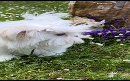 Maltese dogs for stud:  Korean maltese stud  - Image 3