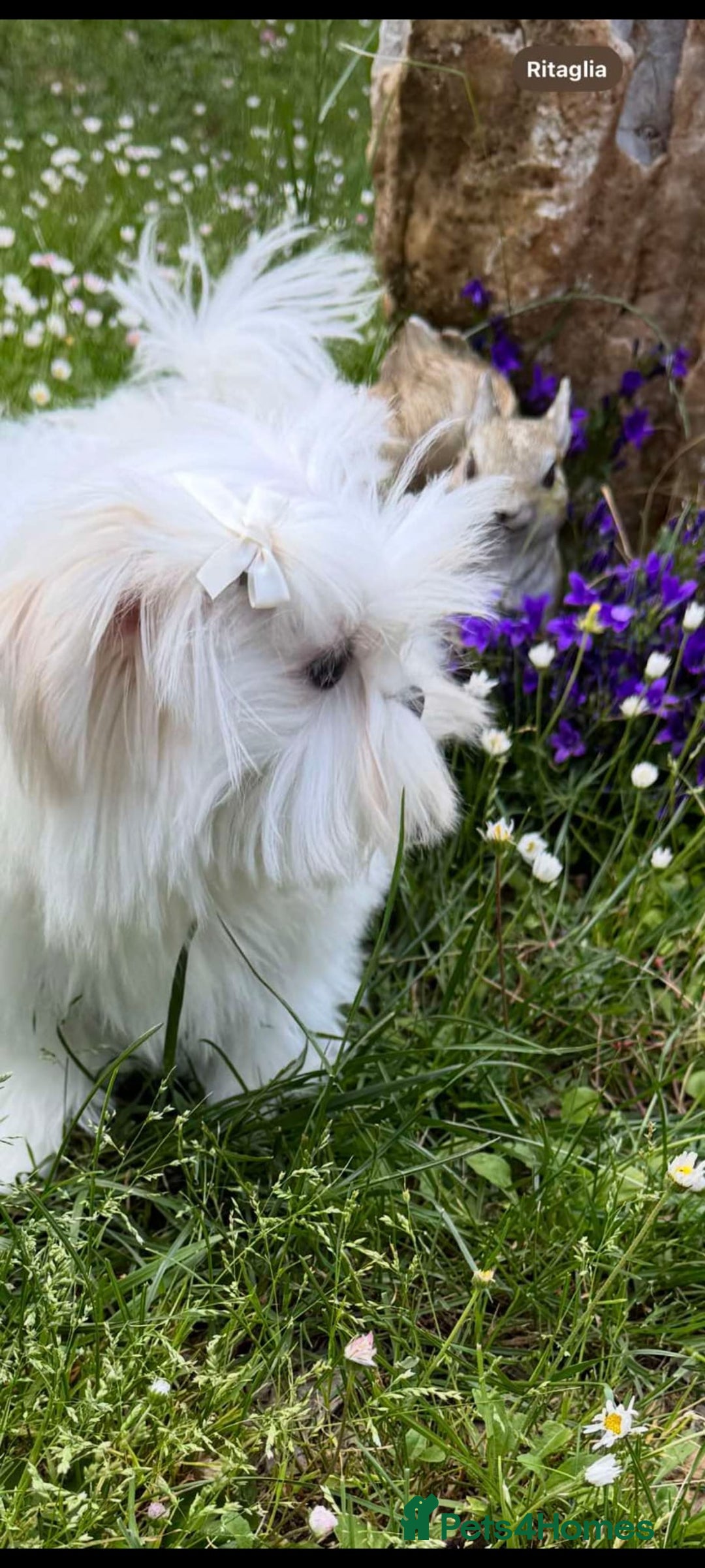 Maltese dogs for stud:  Korean maltese stud  - Image 3