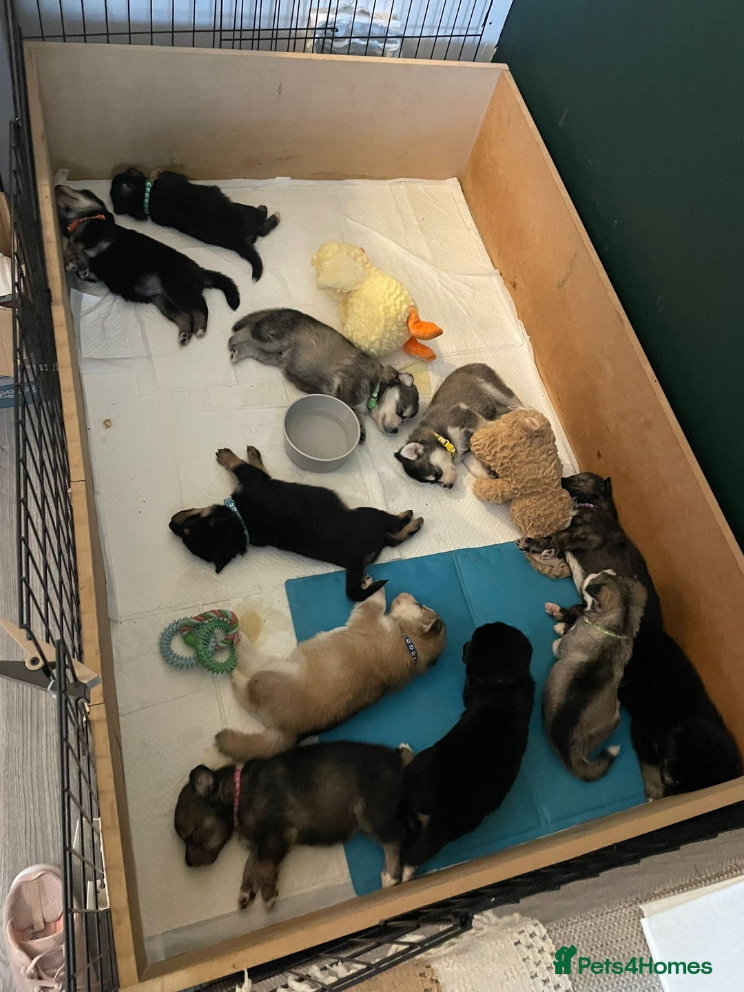 Siberian Husky dogs for stud: Proven Siberian Husky for Stud Blue Eyes in Cheltenham - Image 2