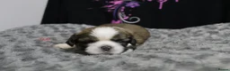 Shih Tzu dogs for sale: LOVELY CUTE SHIH TZU PUPPIES - Advert 17