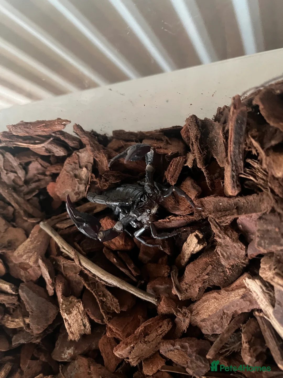 Scorpions invertebrates for sale: Vietnam forest scorpion  in Oswestry - Advert 3