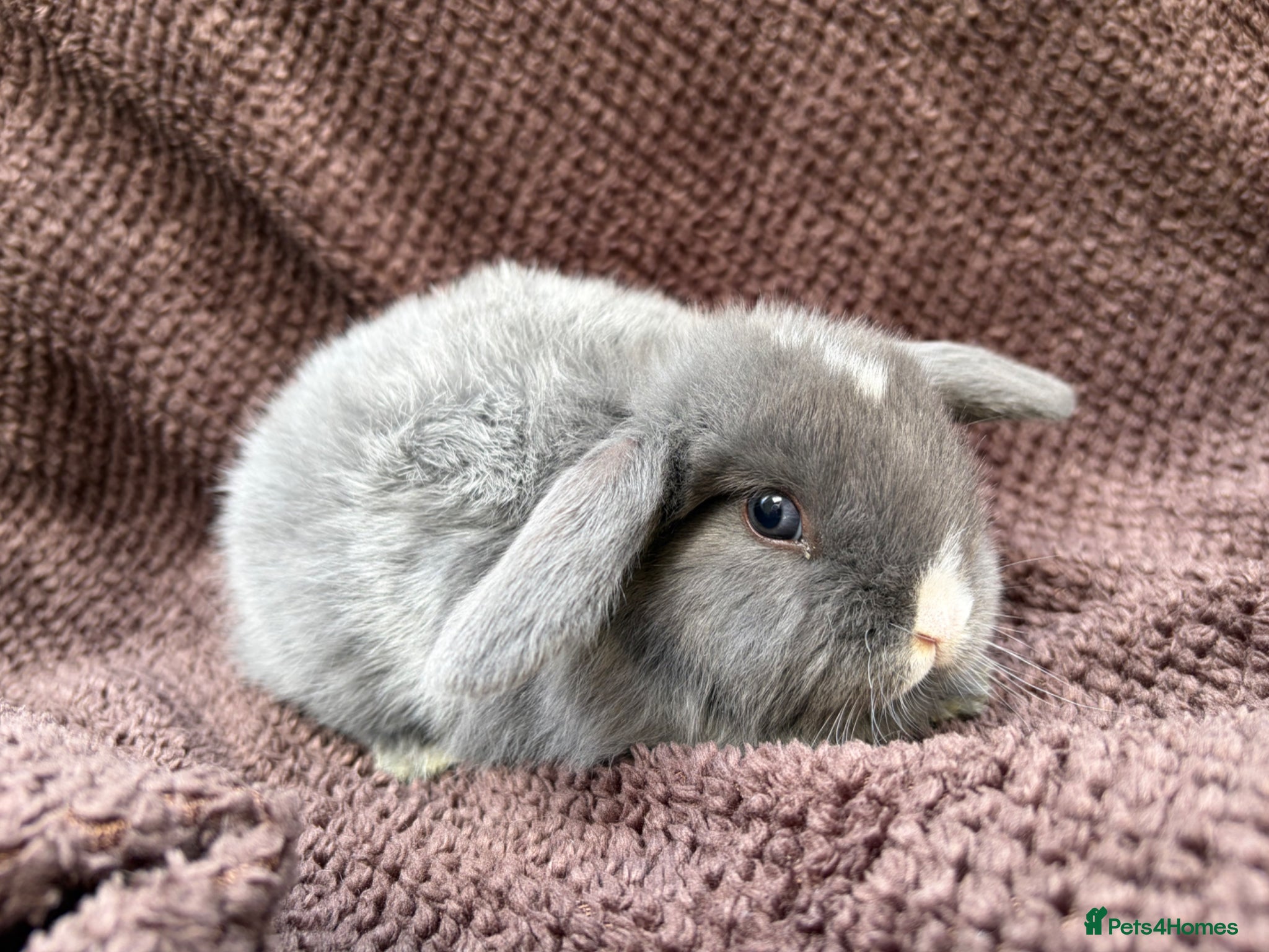 Mini Lop rabbits READY NOW  - Advert 3