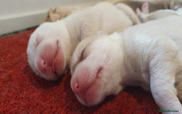 Siberian Husky dogs for sale: New Litter, experienced breeder - Advert 5