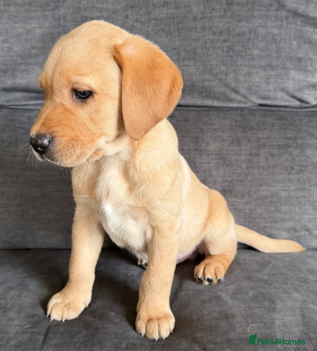 Labrador Retriever dogs for sale: READY TO GO Fox Red Labrador Puppies in Cheddar - Advert 3