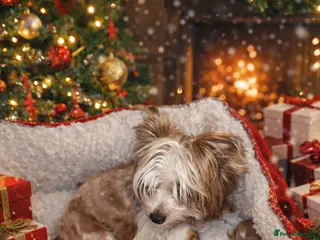 Yorkshire Terrier dogs wonderful puppies yorkshire terrier - Advert 7