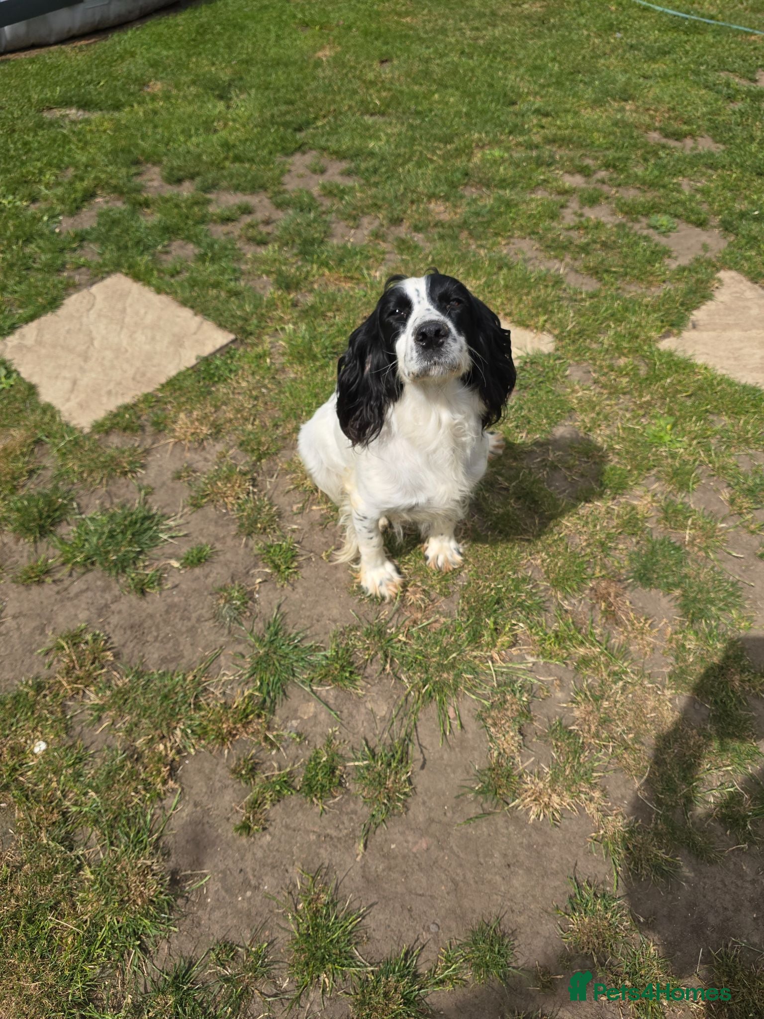 Sprocker dogs Sprockers - Advert 1