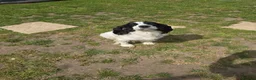 Sprocker dogs for sale: Sprockers - Advert 1