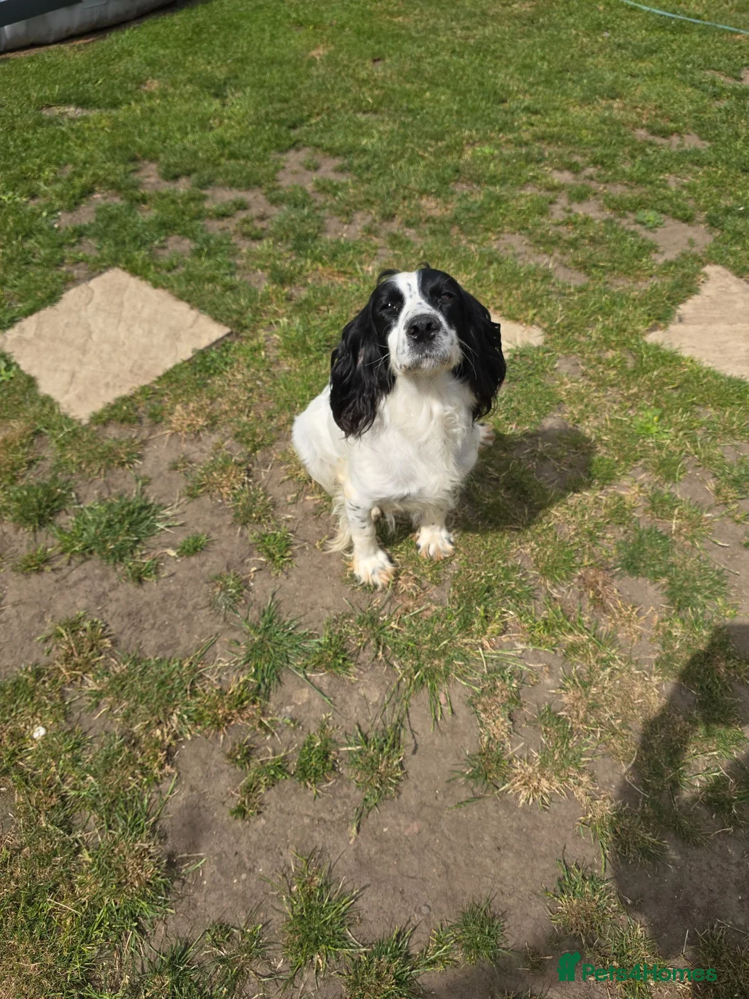 Sprocker dogs for sale: Sprockers - Advert 1