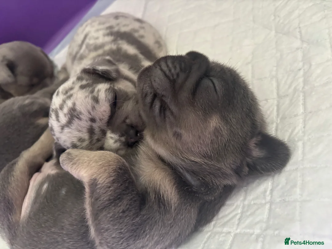 Frug dogs for sale: 4 beautiful frug puppies -  3/4 frenchie.  - Advert 2