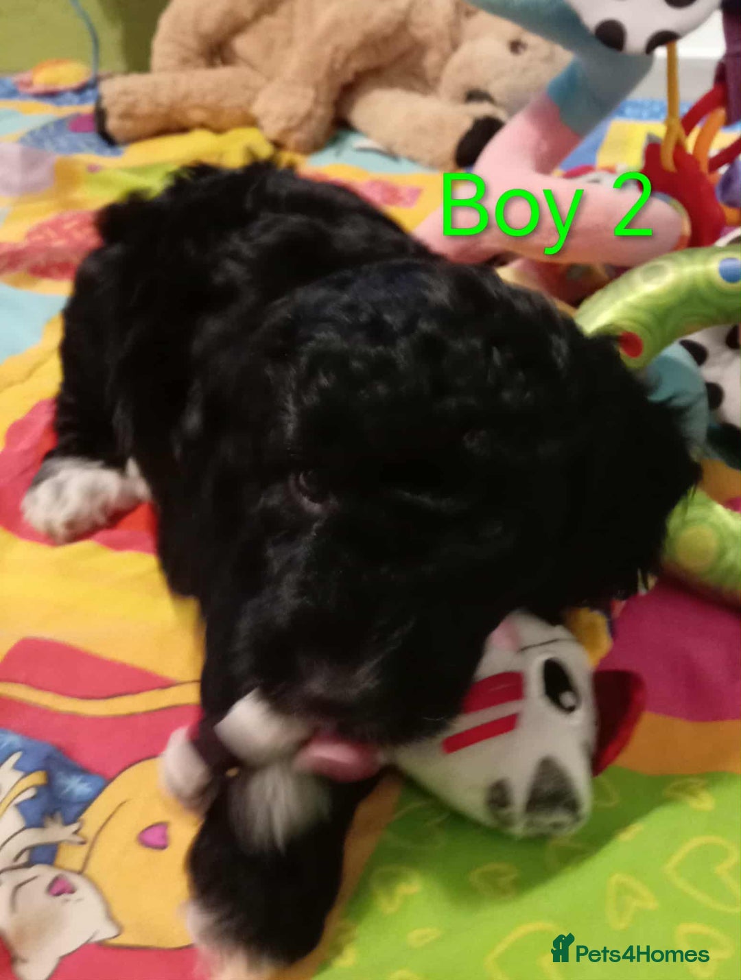 Cockapoo dogs for sale: Cockapoo - Advert 8