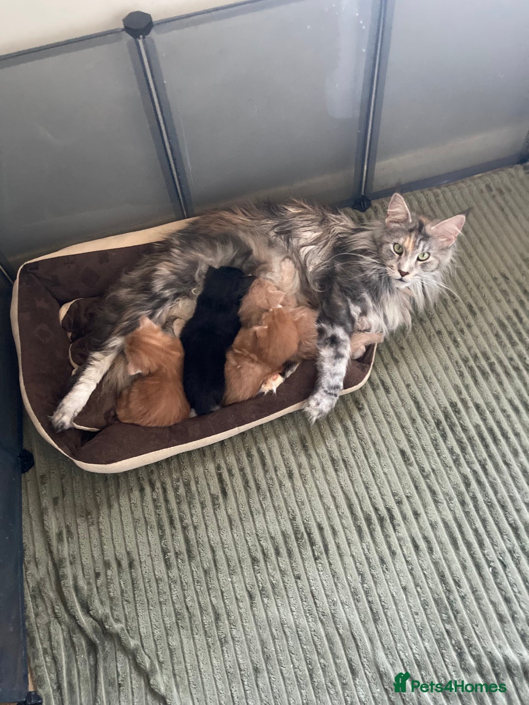 Maine Coon cats for sale: Ready now Beautiful chunky Maine coon kittens - Advert 21