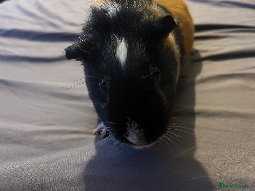 Guinea Pig rodents for sale: Female guinea pigs  - Advert 21