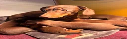 Miniature Dachshund dogs for sale: Beautiful litter of chocolate miniature Dachshunds - Advert 9