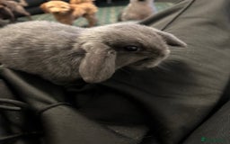 Mini Lop rabbits for sale: Mini lop rabbit babies - Advert 4