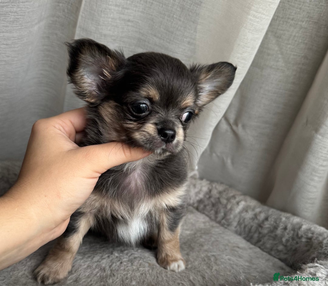 Chihuahua dogs for sale: XXS Tiny Chihuahua Long,Last Girl,Merle Blue Eye - Image 12