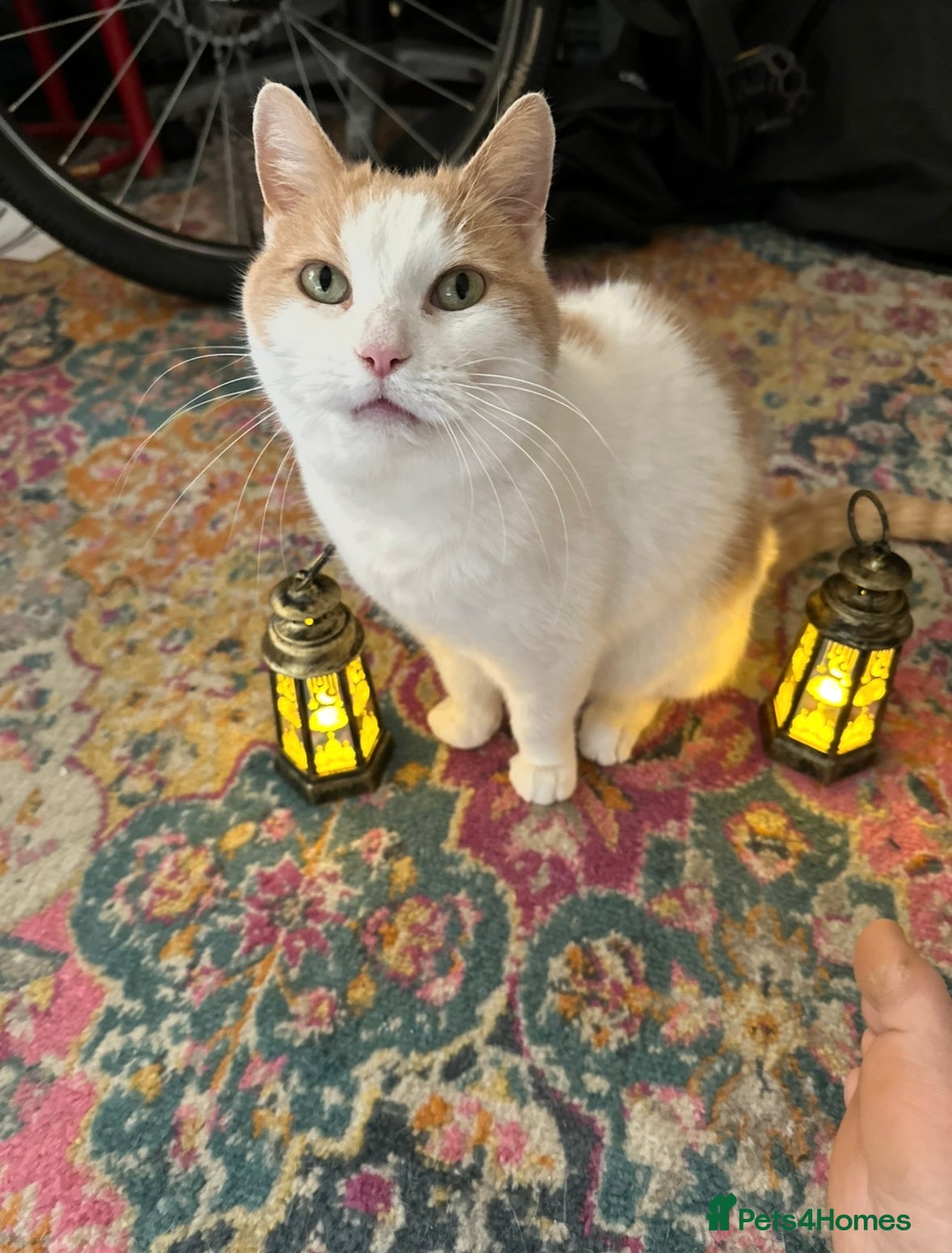 Mixed Breed cats Shae - Sweet and Lovely Cat for rehoming - Advert 1