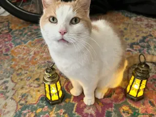 Mixed Breed cats Shae - Sweet and Lovely Cat for rehoming - Advert 1