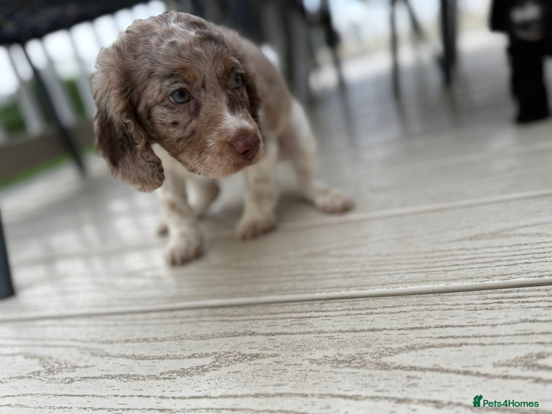 Cockapoo dogs for sale: 2 males 1 female  - Advert 5