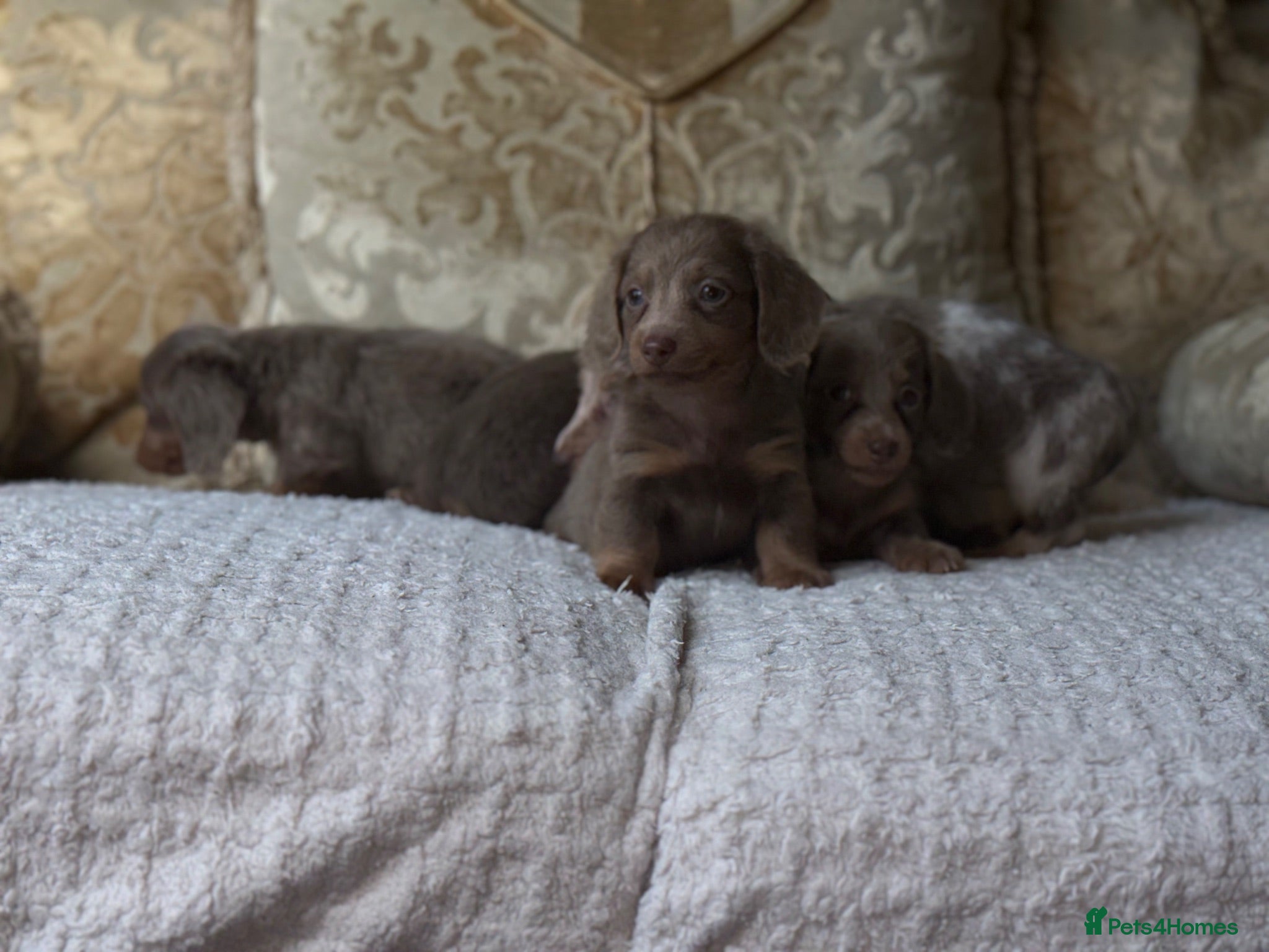 Miniature Dachshund dogs PUPPYS AVAILABLE view now 😍😍 - Advert 2