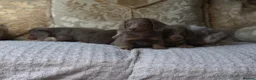 Miniature Dachshund dogs for sale: Kc REGISTERED PUPPY - Advert 3