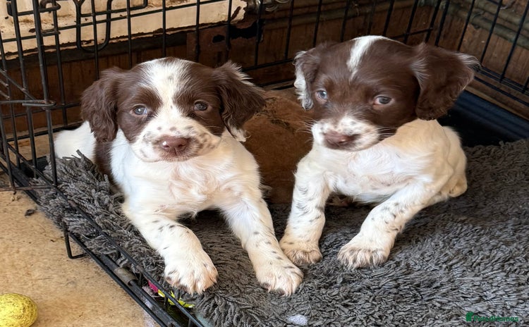 English Springer Spaniel dogs - Advert 6