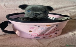 French Bulldog dogs for sale: Beautiful French bulldog puppies  - Image 17