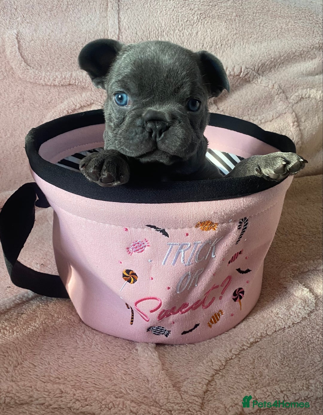 French Bulldog dogs for sale: Beautiful French bulldog puppies  - Image 17