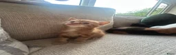 Mixed Breed cats for sale: 3 beautiful fur babies - Advert 9
