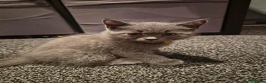 British Shorthair Yellow
