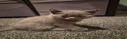 British Shorthair cats for sale: 6 Beautiful BSH Kittens - Advert 17