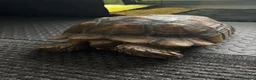 Tortoise reptiles for sale: Sulcata tortoise male 6 year old - Advert 6