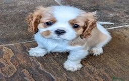 Cavalier King Charles Spaniel dogs for sale: Cavalier puppies Top bloodlines KC reg. - Advert 7