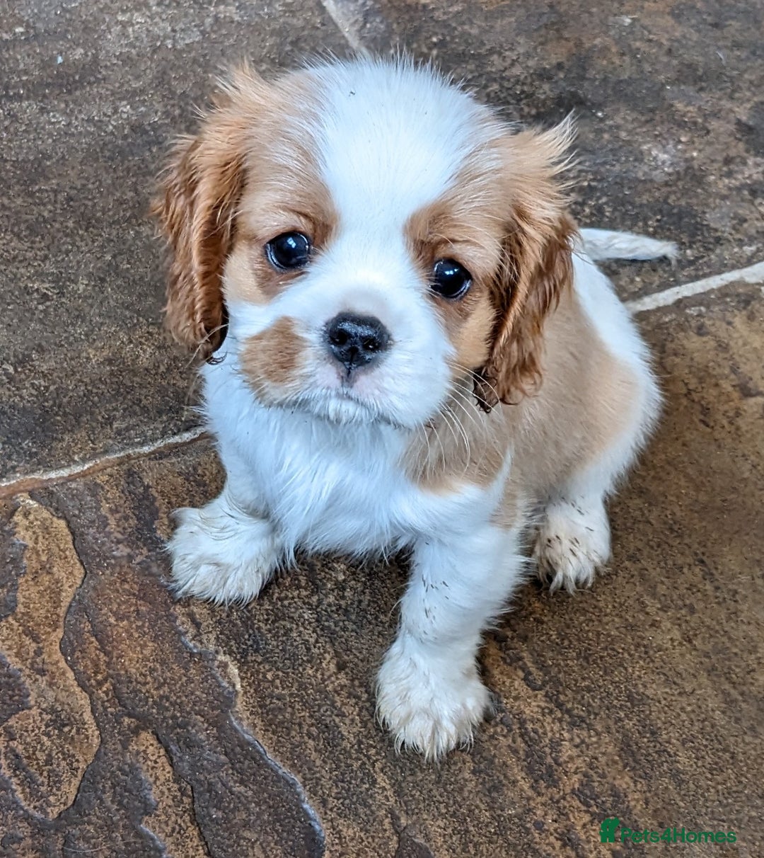 Cavalier King Charles Spaniel dogs for sale: Cavalier puppies Top bloodlines KC reg. - Advert 7