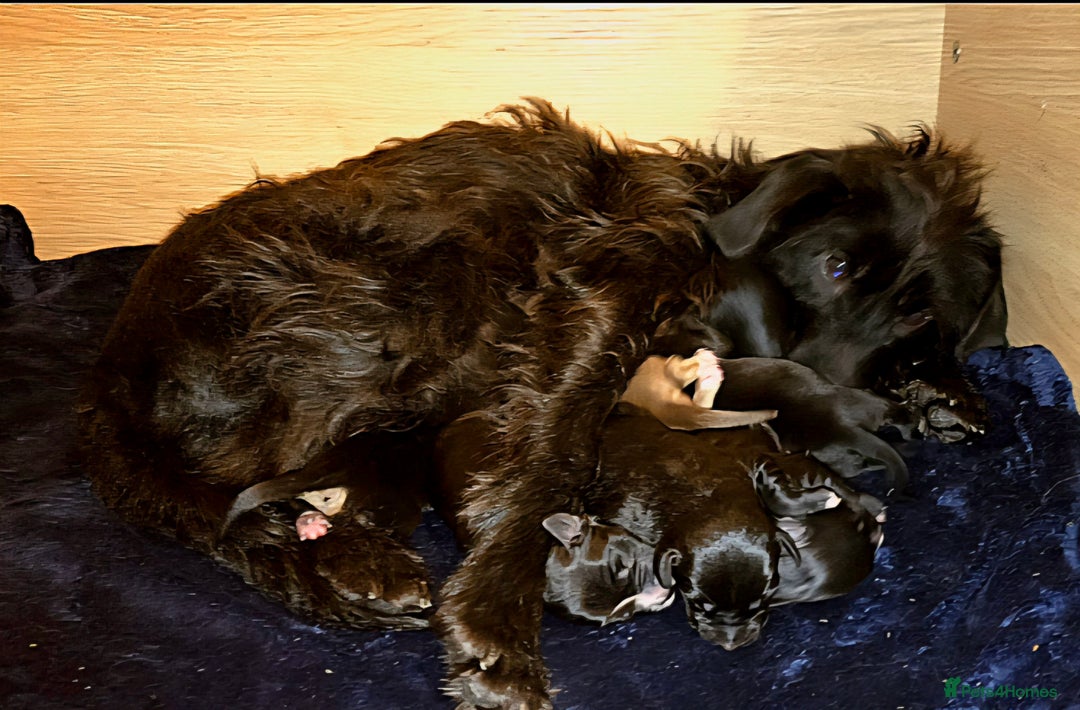 Jackapoo dogs for sale: Beautiful jackapoo puppies  - Advert 2