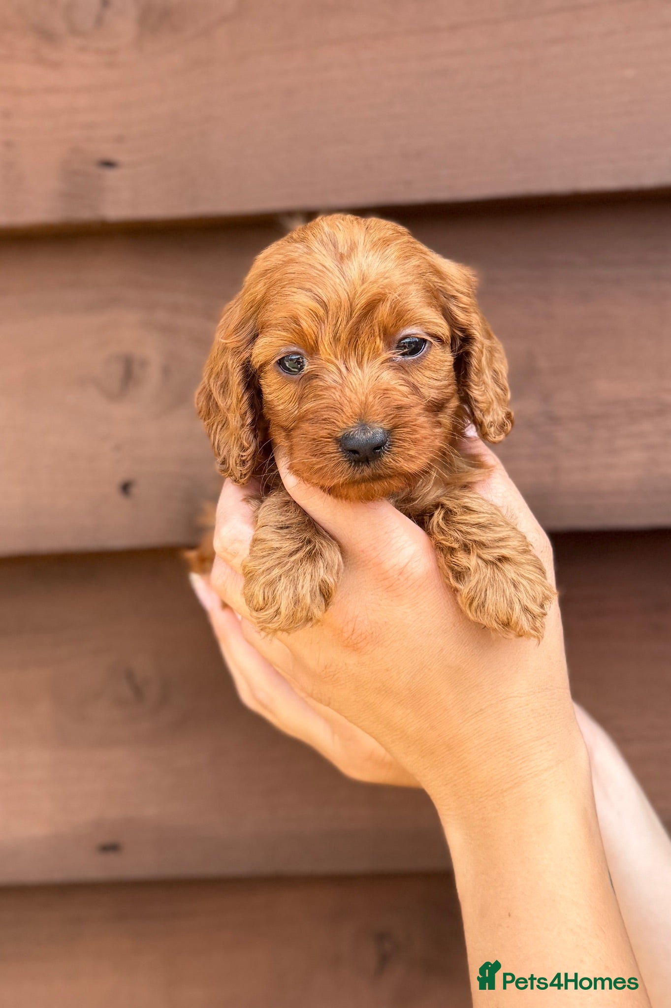 Cockapoo dogs Beautiful Litter of 6 Cockapoo  - Advert 2