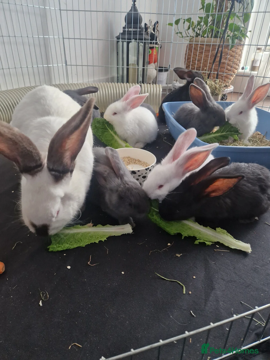 Continental Giant rabbits for sale: Continental Giant Blue  in Carlisle - Advert 10