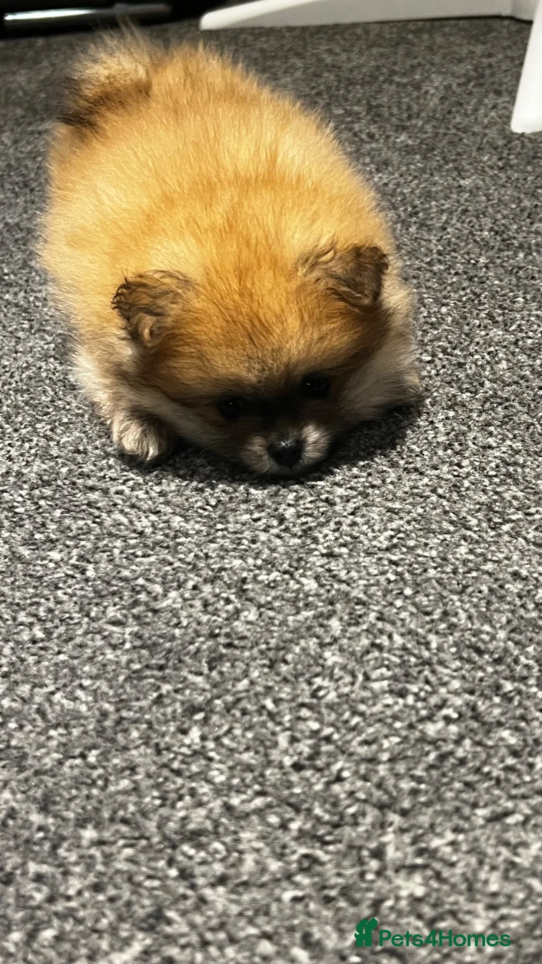 Pomeranian dogs for sale: Beautiful Pomeran puppys - Advert 2
